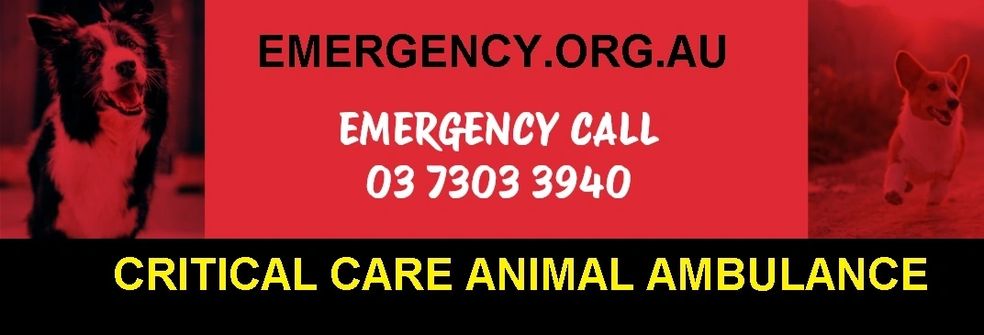 CRITICAL CACARE ANIMAL AMBULANCE